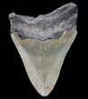Bargain, Megalodon Tooth - North Carolina #80854-1